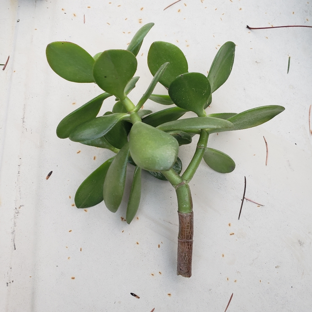 5 Jade Plant Clippings